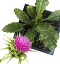 Organic Milk Thistle Plant in 2.5-inch Pot | Pink-Purple Flowers | Drought Tolerant | Silybum marianum