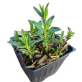 Blue Hyssop Organic Herb Plant in 2.5-Inch Pot, Purple Flowers, Hyssopus officinalis, Drought-Tolerant, Culinary & Pollinator Attractant