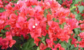 Bougainvillea Plant 3-Gallon Climbing Miss Manila Bougainvillea spectabilis for Garden, Fence, or Patio
