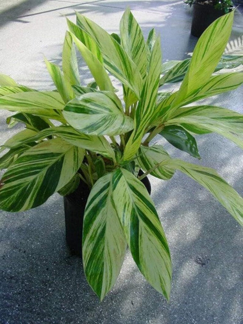 Variegated Shell Ginger Live Plant - Alpinia zerumbet 'Variegata' - Tropical Foliage for Gardens & Landscaping