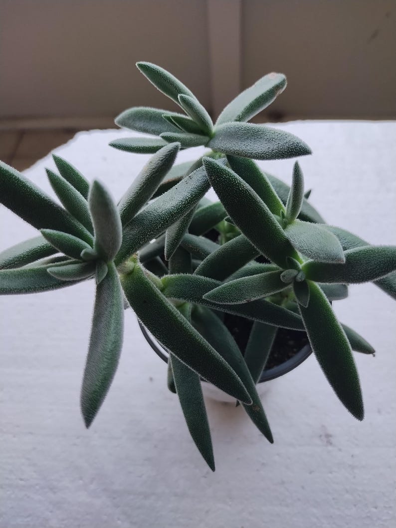 Crassula Plant - Small Pretty in Pewter Succulent - Crassula mesembryanthemoides 'Tenelli' - Easy Care Indoor Houseplant
