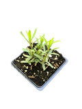 Organic Tarragon Plant in 2.5-Inch Pot - Artemisia dracunculus, Culinary Herb for Salads & Cooking