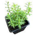 Organic Winter Savory Plant 2.5-inch Pot | Satureja montana Perennial Herb for Garden Borders & Culinary Use