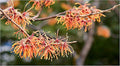 Well-Rooted Witch Hazel Plant Hamamelis virginiana for Garden, Full Sun to Partial Shade