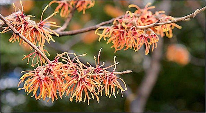 Well-Rooted Witch Hazel Plant Hamamelis virginiana for Garden, Full Sun to Partial Shade