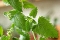 Catnip Plant - Live Starter Plant - Nepeta cataria - Aromatic Herb for Cats