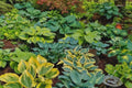 Hostas Bareroot Plants - Mixed Varieties 3 Pack for Zones 3-8