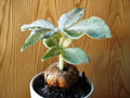 Sinningia leucotricha Plants - Well Established 2-3 Year Old Specimens in 1.5" Pots - Tropical Flowering Houseplant