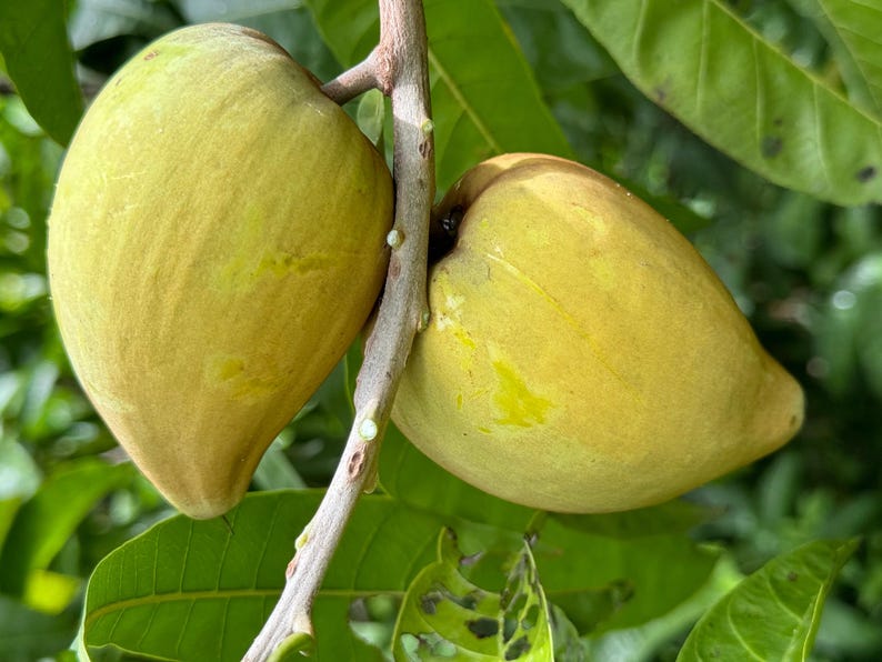 Grafted Canistel Tree 3-Gallon Pot Eggfruit Variety Pouteria campechiana Tropical Fruit Plant