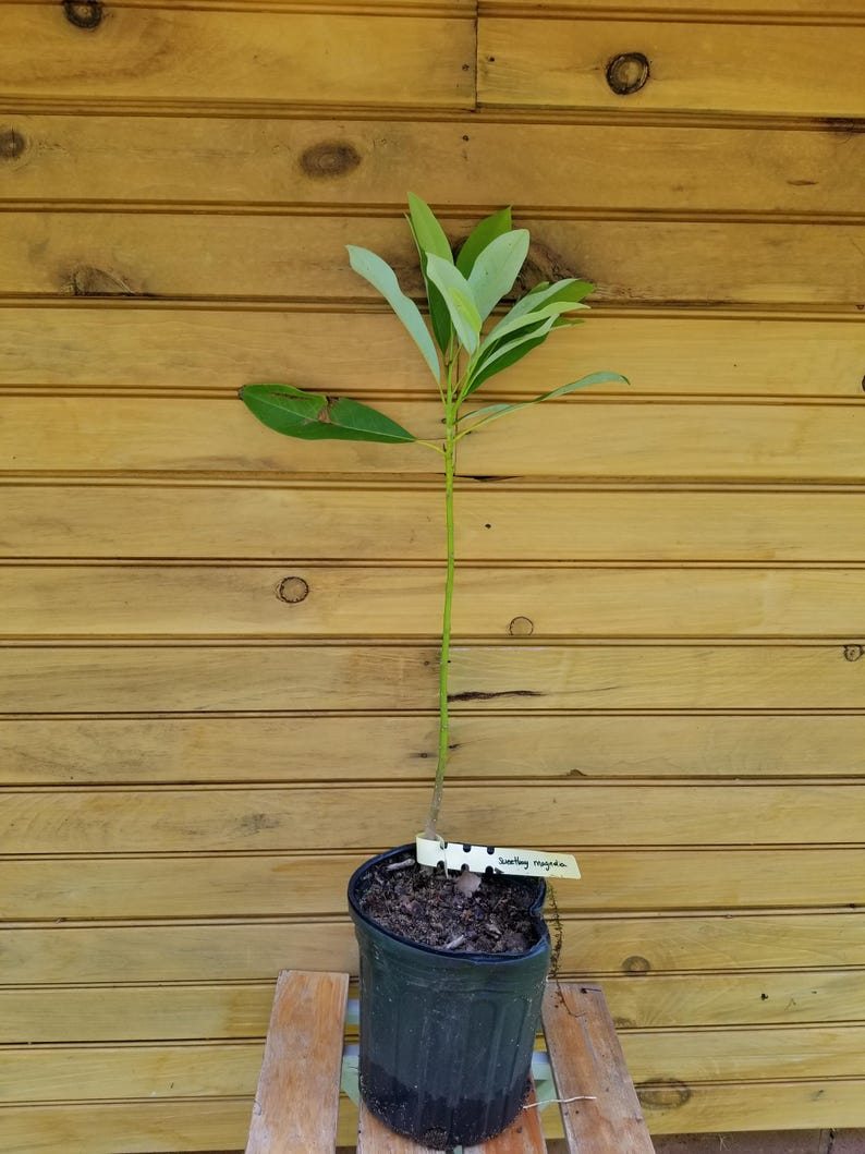 Sweetbay Magnolia Trees 6-12" Seedlings, Magnolia virginiana, Ornamental, Pollinator-Friendly, Spring Blooms, Wildlife Attracting