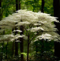 Dogwood Trees 5 Pack - Grafted Cornus florida - Up to 4 ft Tall - Landscape Trees for Garden & Yard