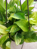 Rare Pothos Marble Neon Cutting - Epipremnum aureum Indoor Plant, Trailing, Easy Care, Rooted + Free Cutting