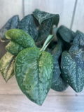 Scindapsus Mount Salak Plant in 4" Pot | Rare Silver Speckled Green Aroid Indoor Plant