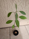 Hass Avocado Starter Plant in 4-Inch Pot with Free Cutting | Persea americana Indoor Outdoor Garden