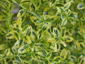 Ceanothus thyrsiflorus 'El Dorado' - 1ft Tall Evergreen Shrub in 6" Pot - Variegated Dark Green & Blue Flowers