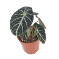 Alocasia Ninja Live Plant, 4-Inch Black Elephant Ear Tropical Houseplant, Rooted Indoor Decor Gift