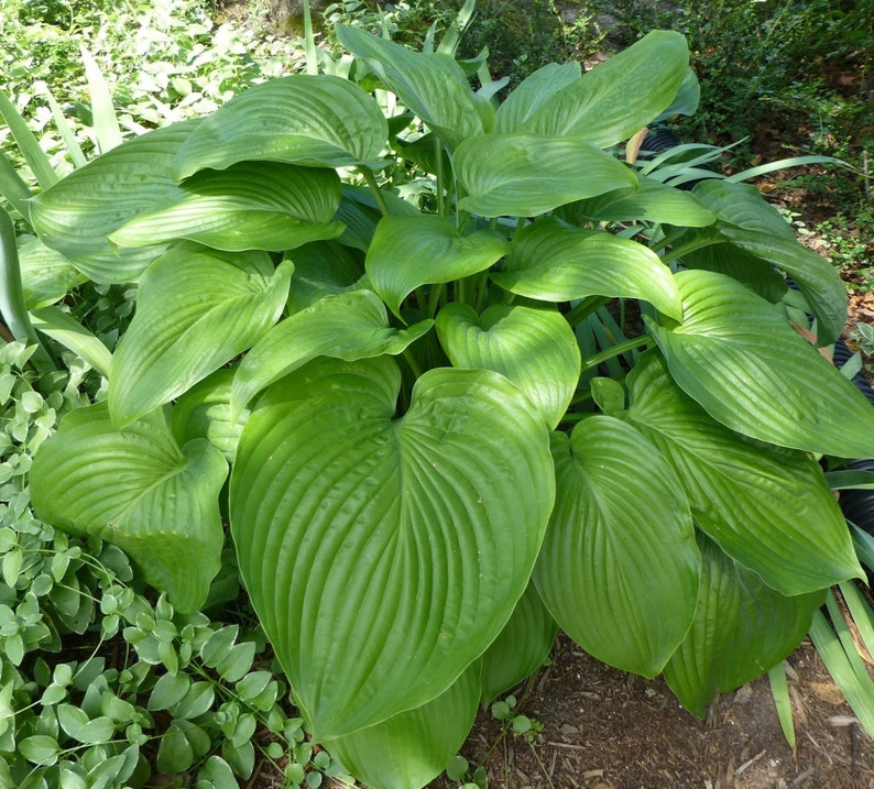 Hosta 'Empress Wu'
