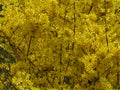 Lynwood Gold Forsythia Shrubs 4" Container, Bright Yellow Flowers, Forsythia x intermedia 'Lynwood' - 2 Pack