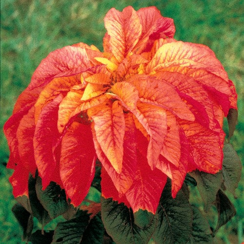 100 ILLUMINATION AMARANTHUS Tricolor ( Summer Poinsettia / Vegetable Amaranth ) Flower Seeds