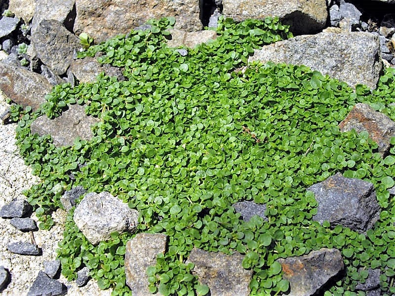 1g 27,500 BULK CORSICAN MINT Mentha Requienii Fragrant Herb Ground Cover Flower 1 Gram Seeds