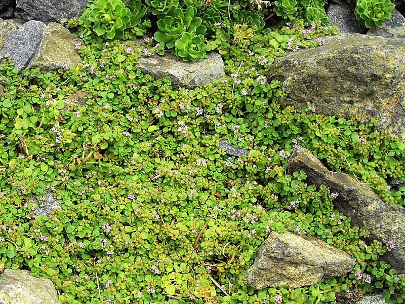 1g 27,500 BULK CORSICAN MINT Mentha Requienii Fragrant Herb Ground Cover Flower 1 Gram Seeds