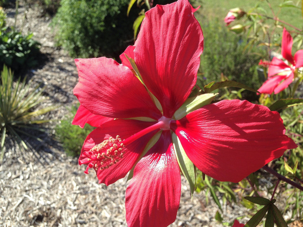 10 Red TEXAS STAR HIBISCUS Coccineus Scarlet Rosemallow Flower Seeds