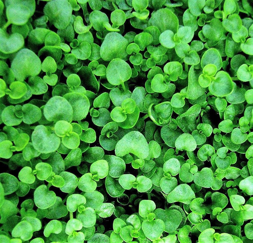 1g 27,500 BULK CORSICAN MINT Mentha Requienii Fragrant Herb Ground Cover Flower 1 Gram Seeds