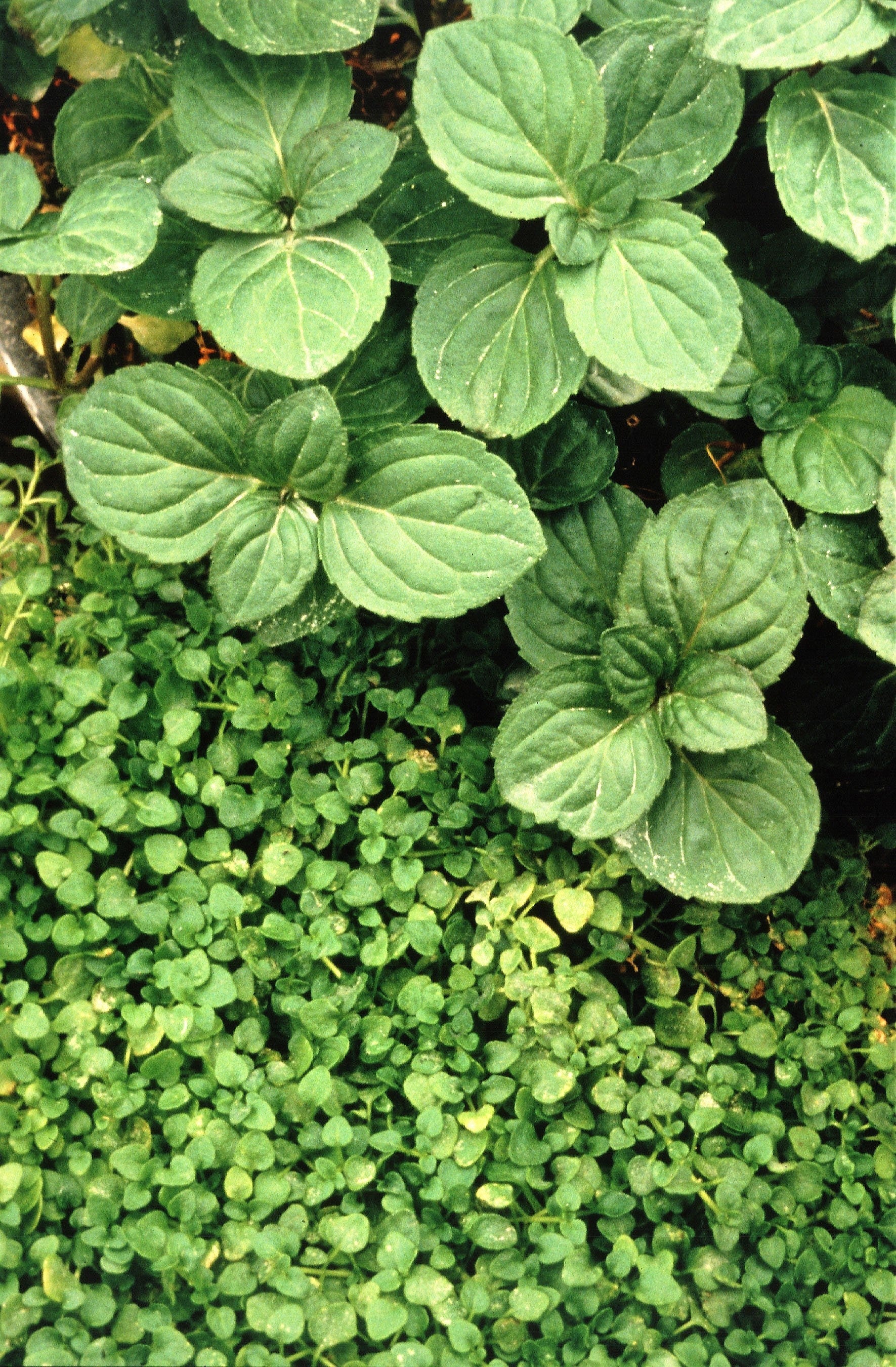 1g 27,500 BULK CORSICAN MINT Mentha Requienii Fragrant Herb Ground Cover Flower 1 Gram Seeds