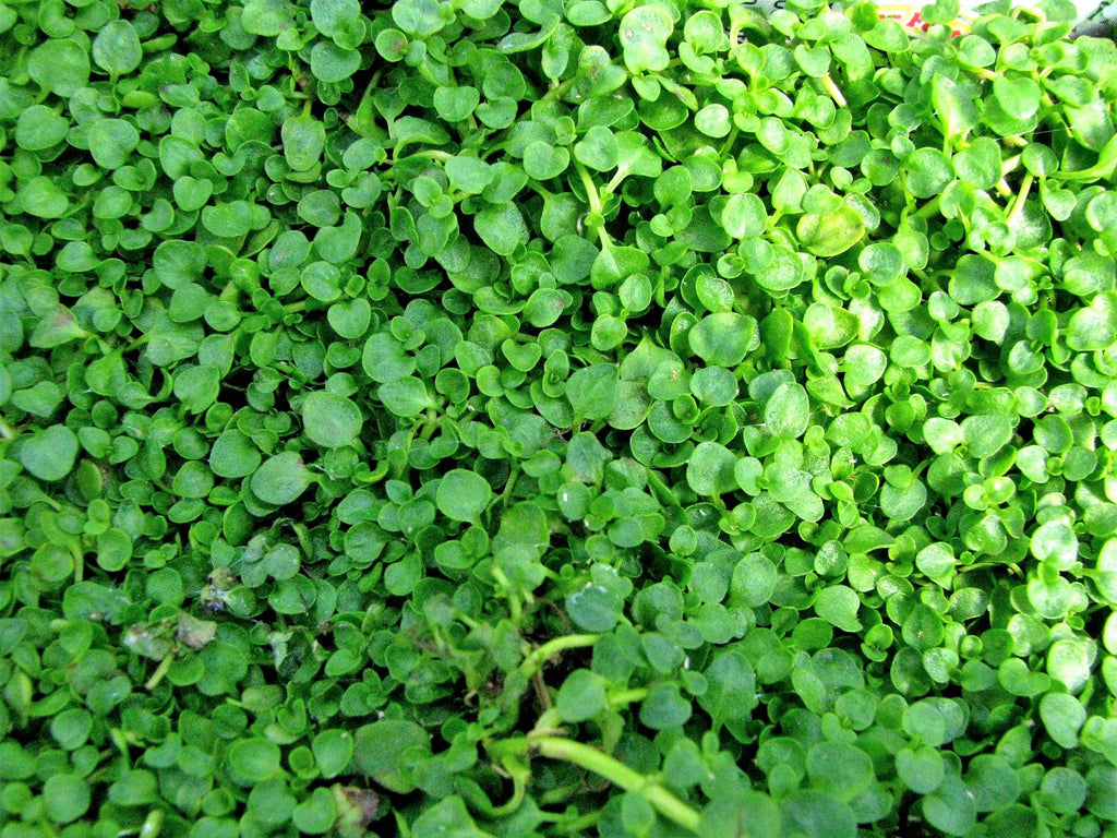 1g 27,500 BULK CORSICAN MINT Mentha Requienii Fragrant Herb Ground Cover Flower 1 Gram Seeds