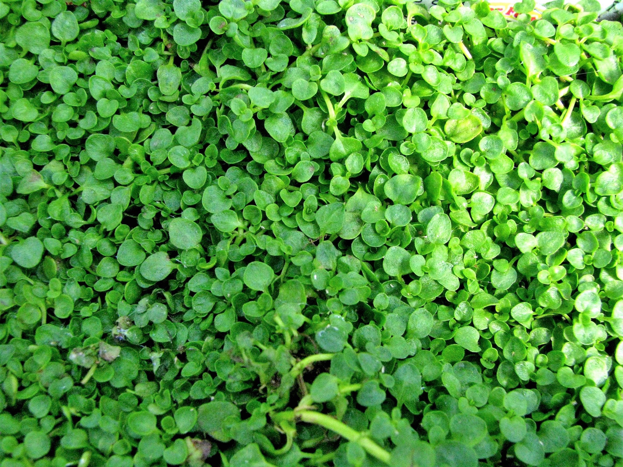 1g 27,500 BULK CORSICAN MINT Mentha Requienii Fragrant Herb Ground Cover Flower 1 Gram Seeds