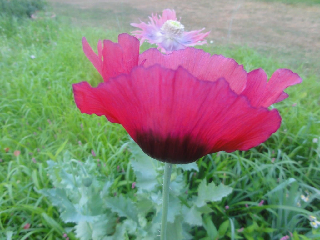 Pepperbox Poppy