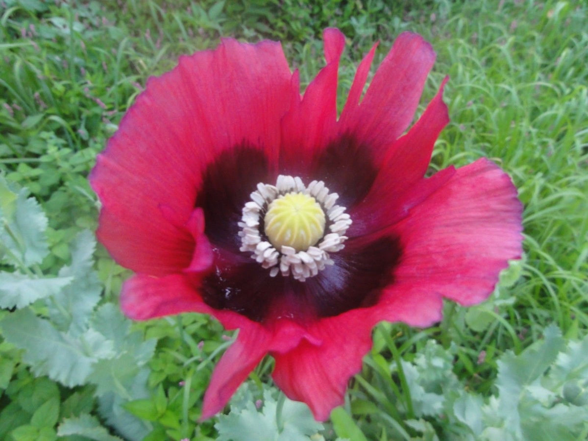 Pepperbox Poppy