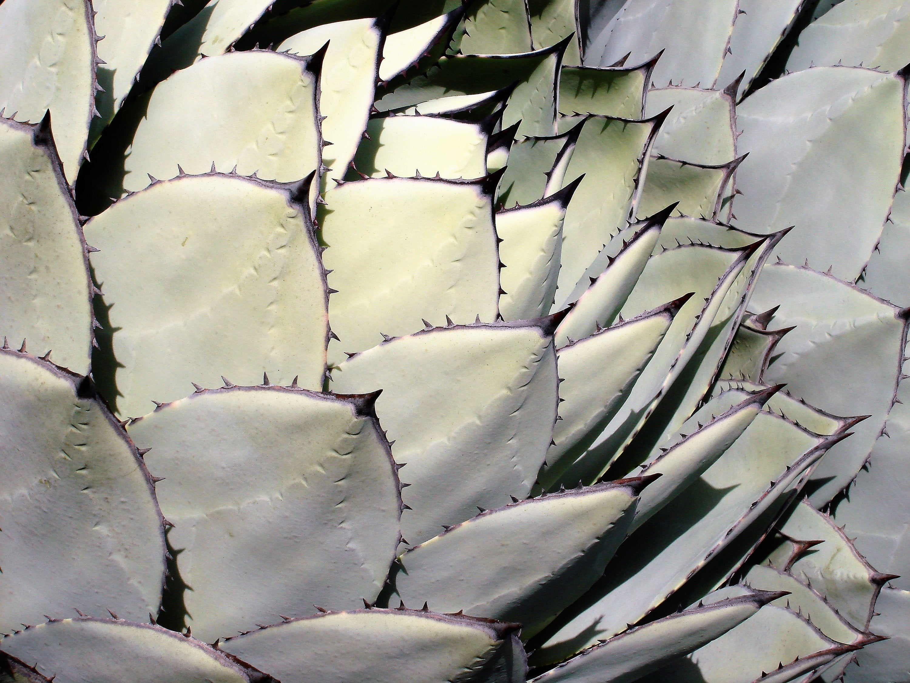 5  ARTICHOKE AGAVE Parry's Huachuca Agave Parryi Huachucensis Century Plant Succulent Cactus Seeds