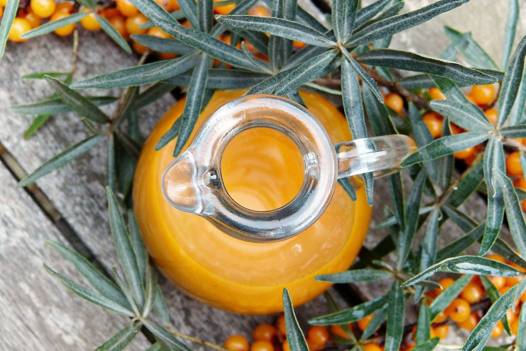 100 SEABERRY Sea Buckthorn Elaeagnus Hippophae Rhamnoides Orange Berry Fruit Shrub Yellow Flower Silver Foliage Seeds