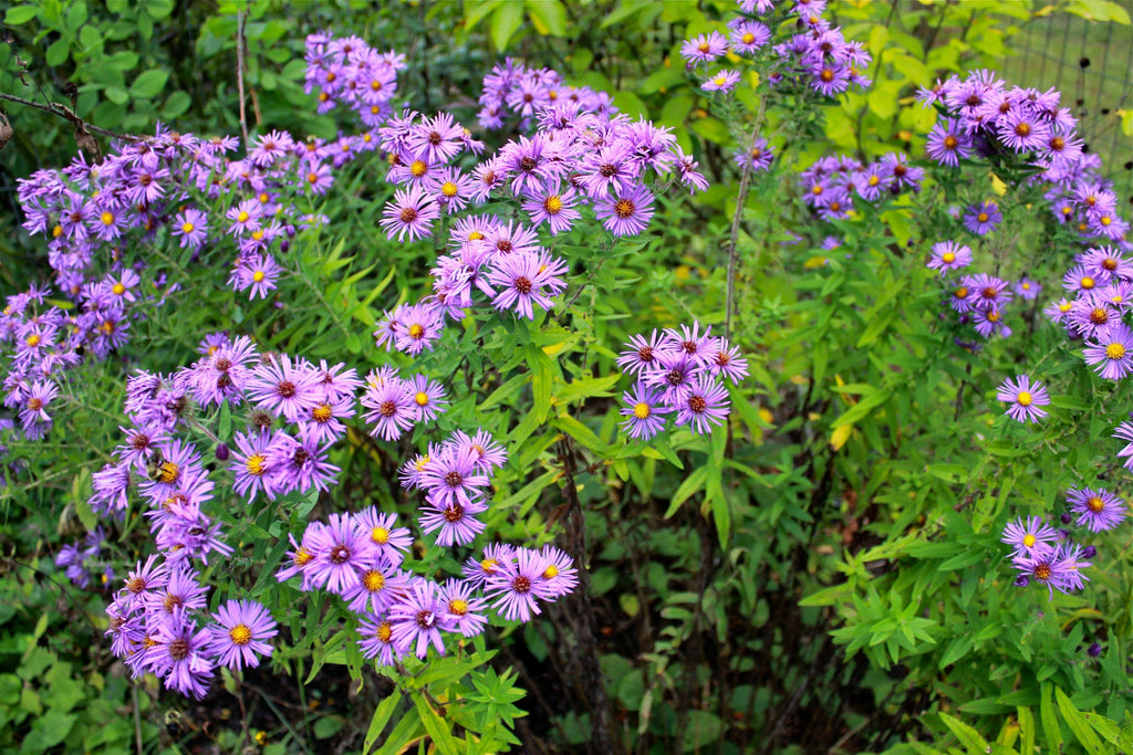 New England Aster Seeds – Symphyotrichum novae-angliae – 100 Seeds, Native Fall Pollinator