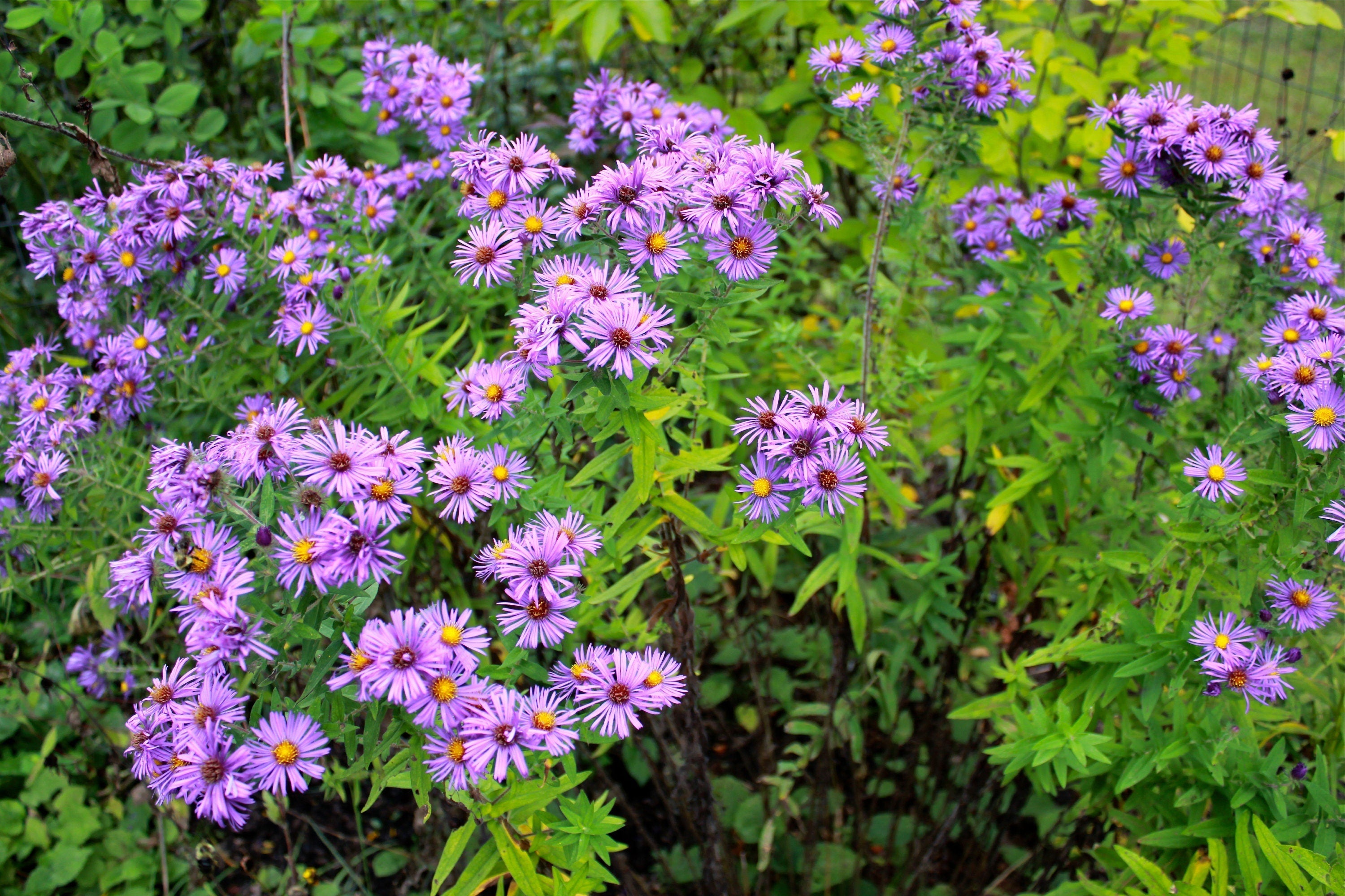 New England Aster Seeds – Symphyotrichum novae-angliae – 100 Seeds, Native Fall Pollinator