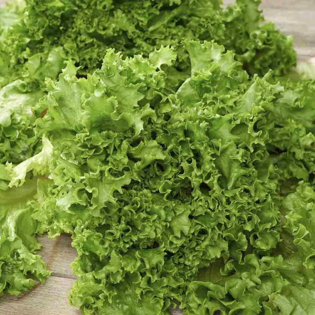 4,000 Gourmet Lettuce Seed Mix