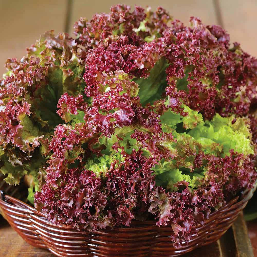4,000 Gourmet Lettuce Seed Mix