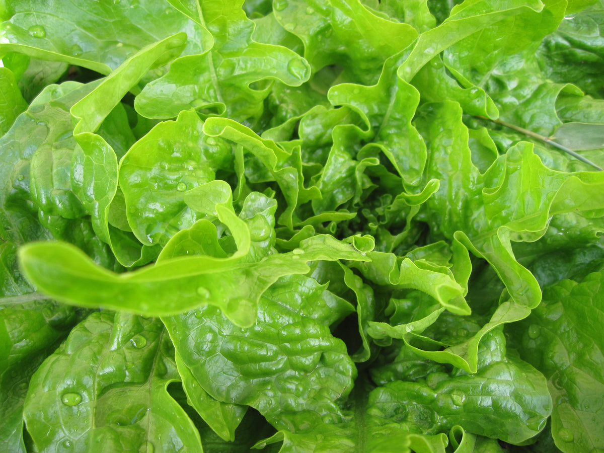 4,000 Gourmet Lettuce Seed Mix