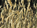 150 SWEET VERNAL GRASS Sweet Grass Vanilla Grass Anthoxanthum Odoratum Fragrant Vernalgrass Ornamental Craft Seeds