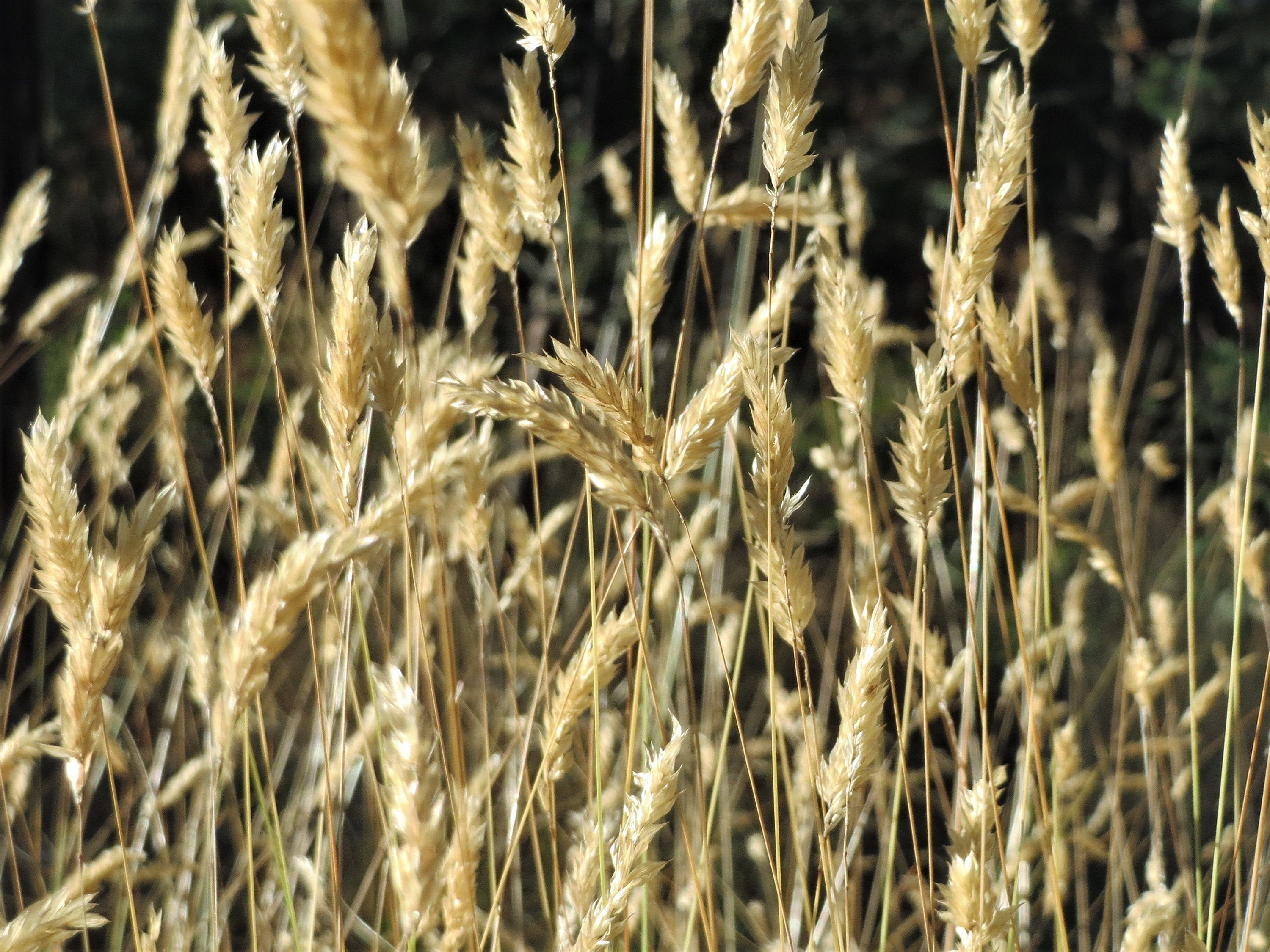 150 SWEET VERNAL GRASS Sweet Grass Vanilla Grass Anthoxanthum Odoratum Fragrant Vernalgrass Ornamental Craft Seeds