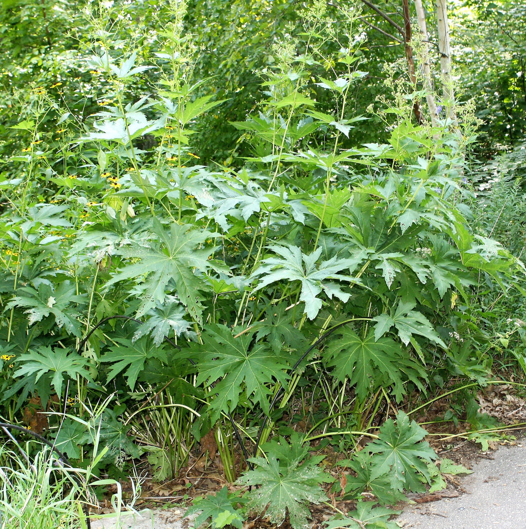 200 WHITE GLADE MALLOW Napaea Dioica Flower Seeds