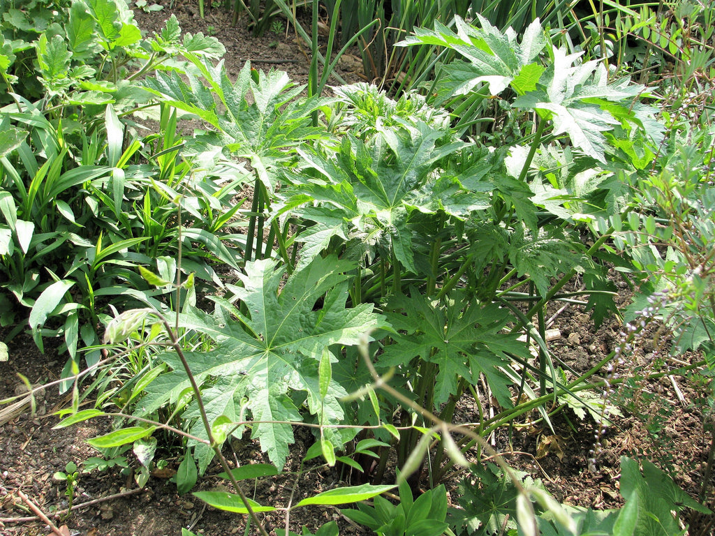 200 WHITE GLADE MALLOW Napaea Dioica Flower Seeds