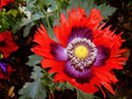 200 Organic JIMI'S FLAG POPPY Scarlet Red Electric Lavender & Deep Purple Papaver Somniferum Flower Seeds