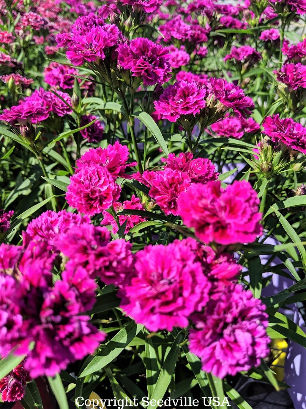 50 MAGENTA CARNATION Dianthus Caryophyllus Chabaud Flower Seeds