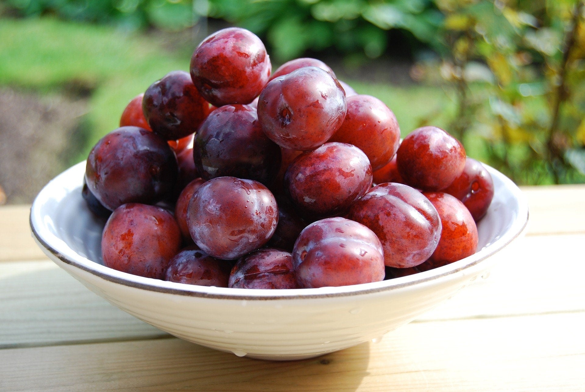 5 AMERICAN PLUM Prunus Americana Red Purple Fruit White Flower Shrub Tree Seeds