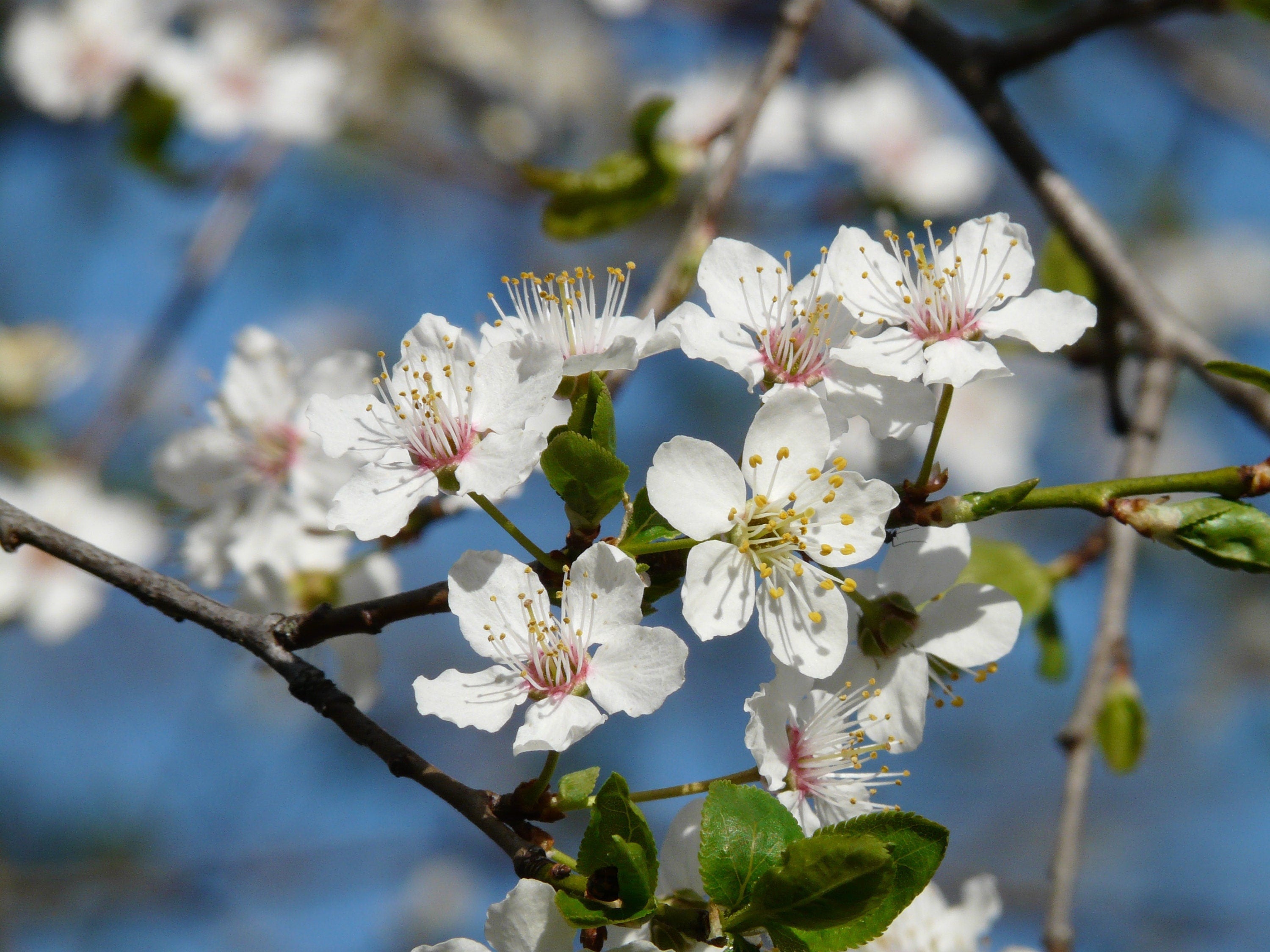 5 AMERICAN PLUM Prunus Americana Red Purple Fruit White Flower Shrub Tree Seeds