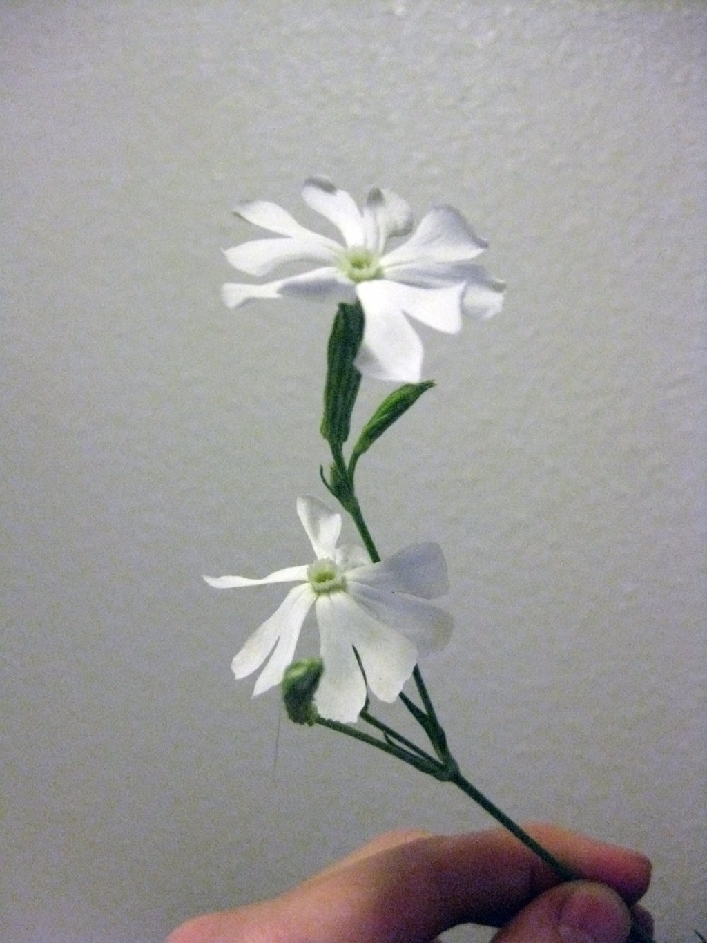 10 AFRICAN DREAM ROOT Silene Undulata Xhosa Herb White Ways Campion Flower Seeds
