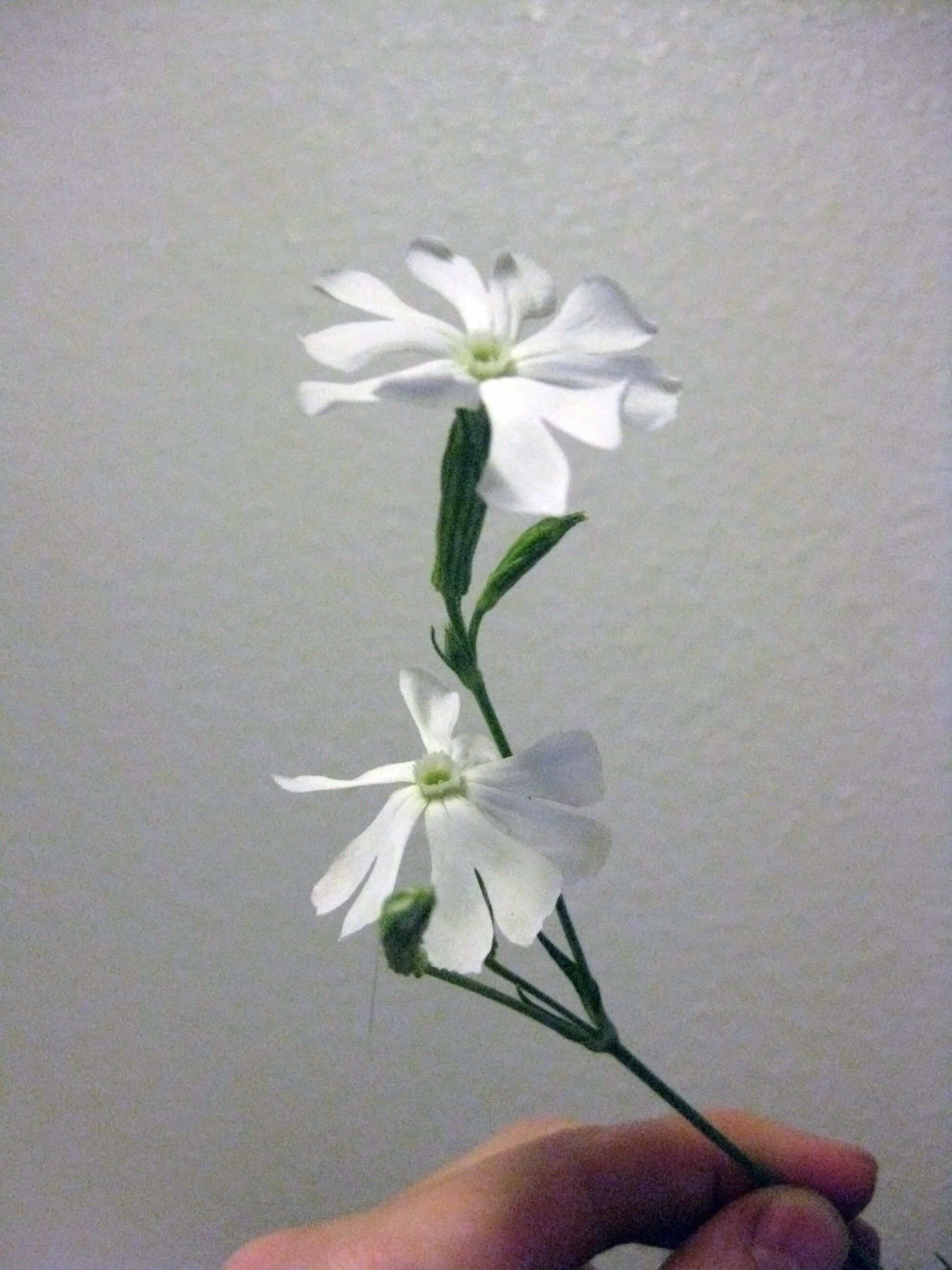 10 AFRICAN DREAM ROOT Silene Undulata Xhosa Herb White Ways Campion Flower Seeds
