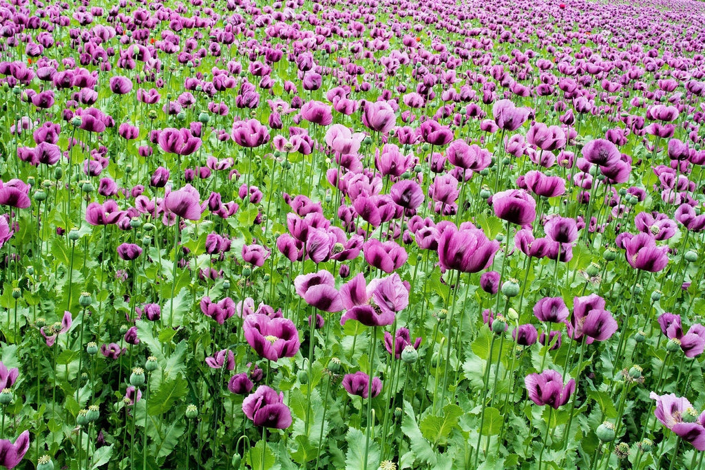 250 AFGHAN Blue POPPY Mixed Colors Papaver Somniferum Pink Purple White Flower Seeds